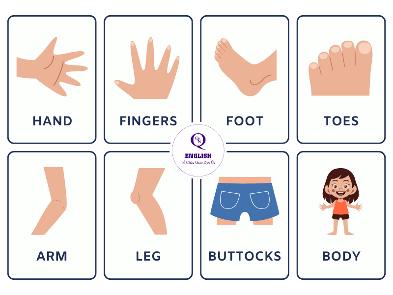Từ vựng tiếng anh các bộ phận trên cơ thể người